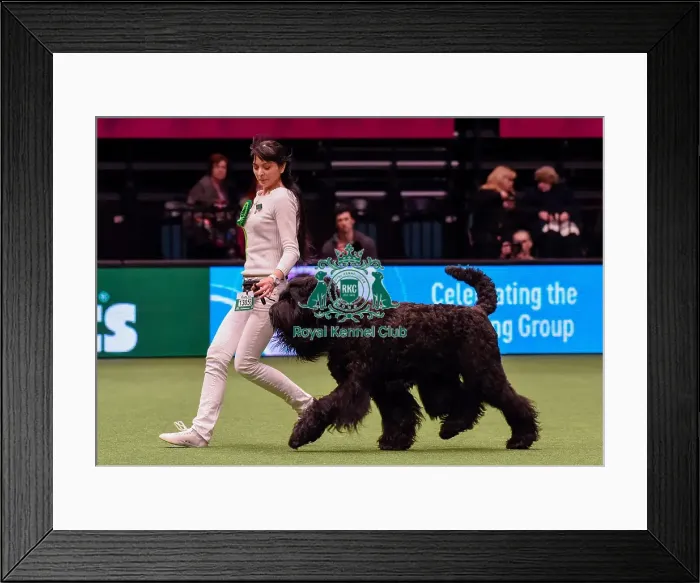 Framed Print : Crufts 2016 Best of Breed Framed Print : Crufts 2016 Best of Breed