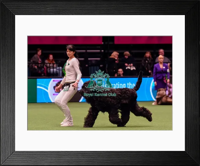 Framed Print : Crufts 2016 Best of Breed Framed Print : Crufts 2016 Best of Breed