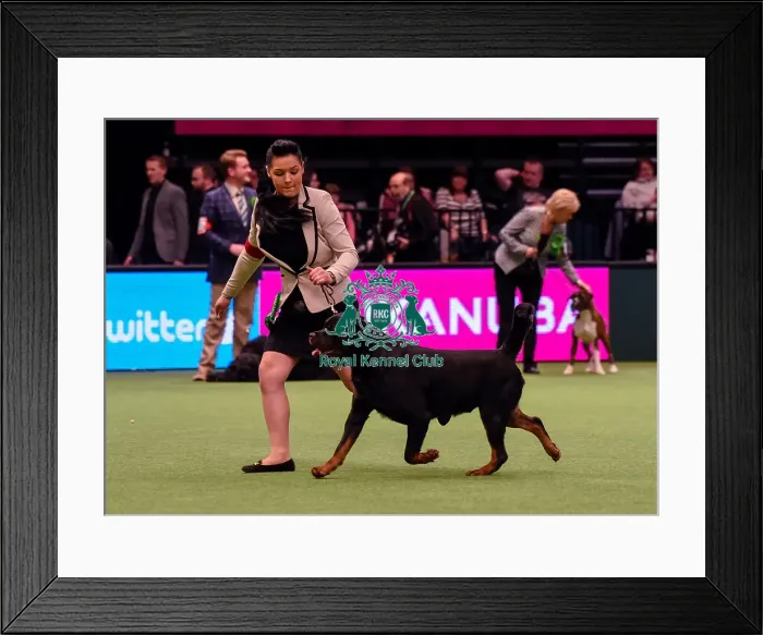 Framed Print : Crufts 2016 Best of Breed Framed Print : Crufts 2016 Best of Breed