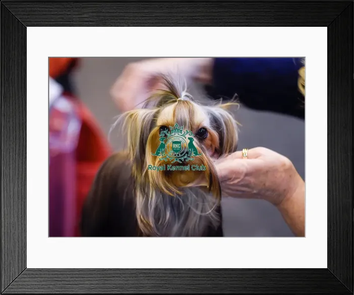 Framed Print : Crufts 2016 Framed Print : Crufts 2016