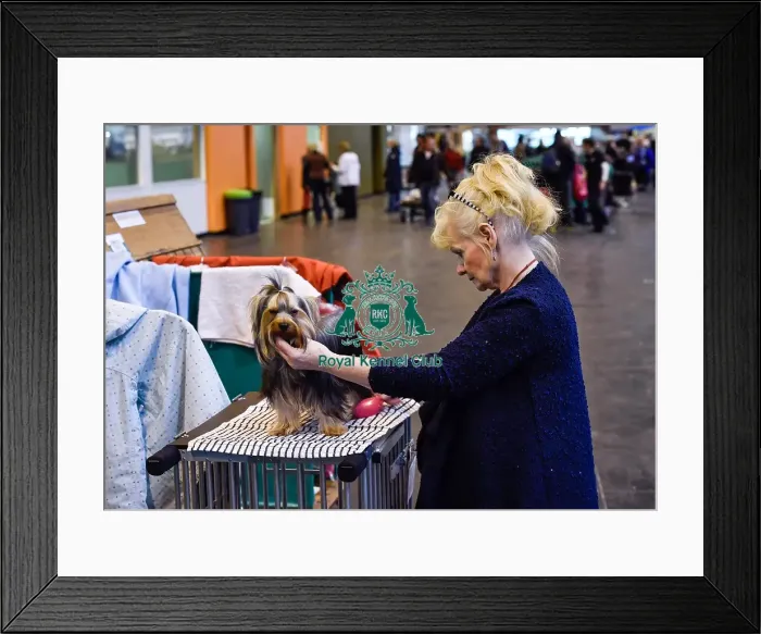 Framed Print : Crufts 2016 Framed Print : Crufts 2016
