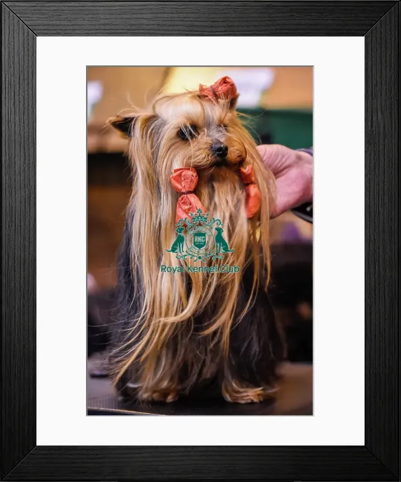 Framed Print : Crufts 2016 Framed Print : Crufts 2016
