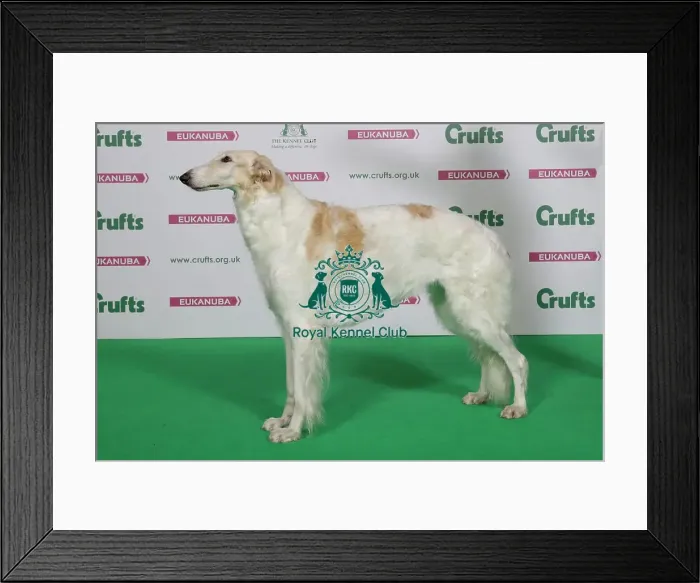 Framed Print : Borzoi Best of Breed Winner Crufts 2016 Framed Print : Borzoi Best of Breed Winner Crufts 2016