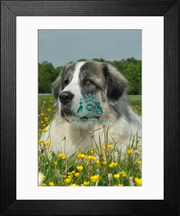 Framed Print : Pyrenean Mastiff (Imp) Framed Print : Pyrenean Mastiff (Imp)