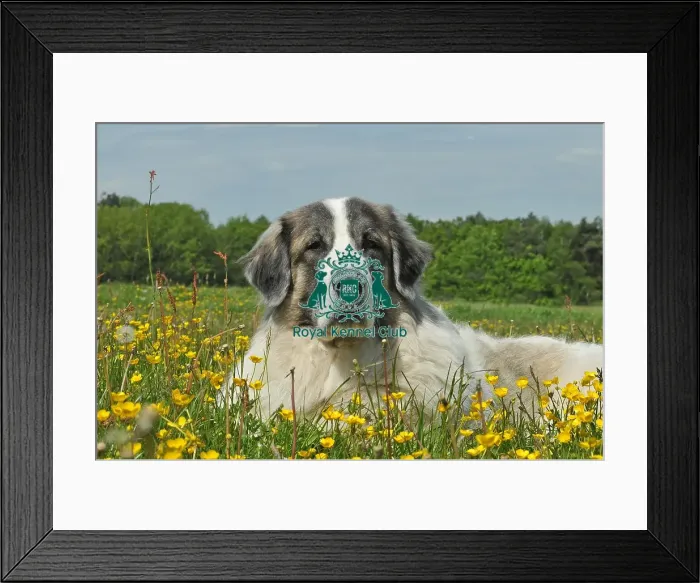 Framed Print : Pyrenean Mastiff (Imp) Framed Print : Pyrenean Mastiff (Imp)