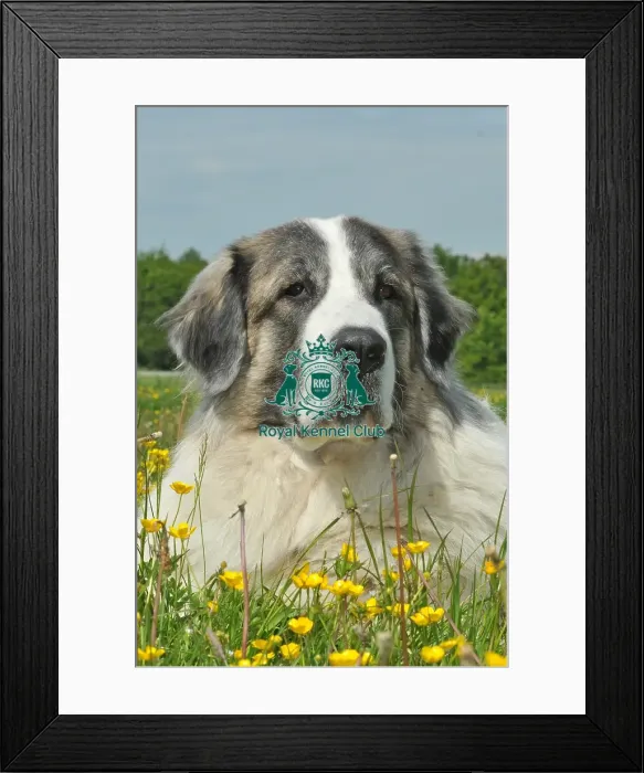Framed Print : Pyrenean Mastiff (Imp) Framed Print : Pyrenean Mastiff (Imp)