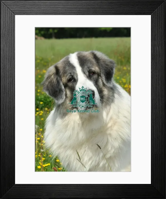 Framed Print : Pyrenean Mastiff (Imp) Framed Print : Pyrenean Mastiff (Imp)