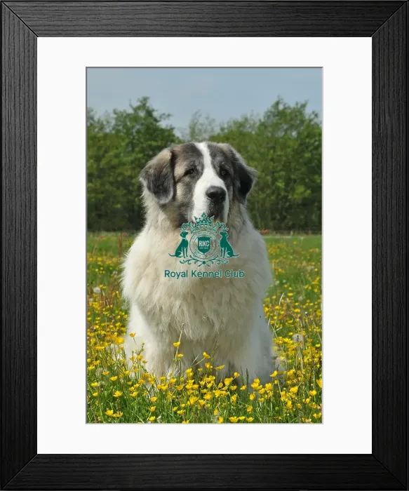 Framed Print : Pyrenean Mastiff (Imp) Framed Print : Pyrenean Mastiff (Imp)
