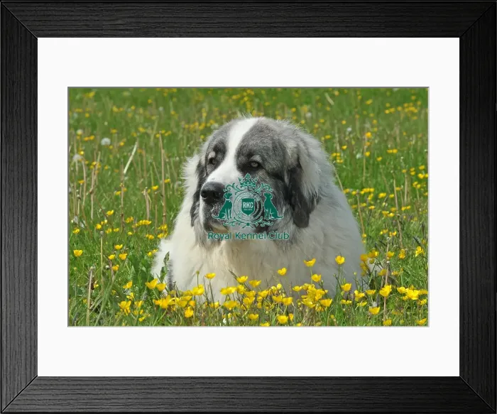 Framed Print : Pyrenean Mastiff (Imp) Framed Print : Pyrenean Mastiff (Imp)