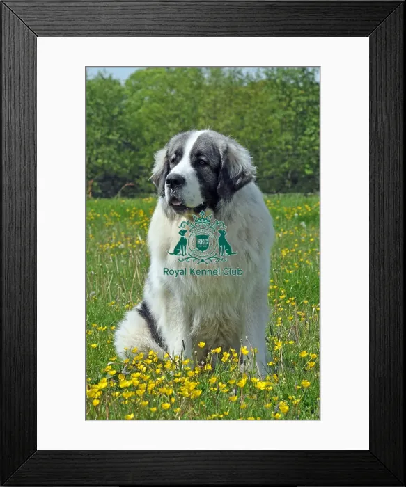 Framed Print : Pyrenean Mastiff (Imp) Framed Print : Pyrenean Mastiff (Imp)