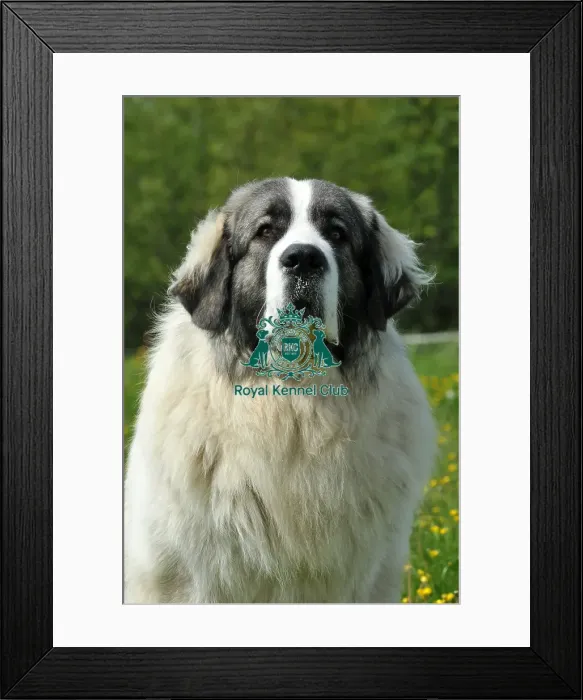 Framed Print : Pyrenean Mastiff (Imp) Framed Print : Pyrenean Mastiff (Imp)
