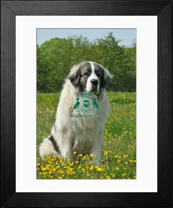 Framed Print : Pyrenean Mastiff (Imp) Framed Print : Pyrenean Mastiff (Imp)