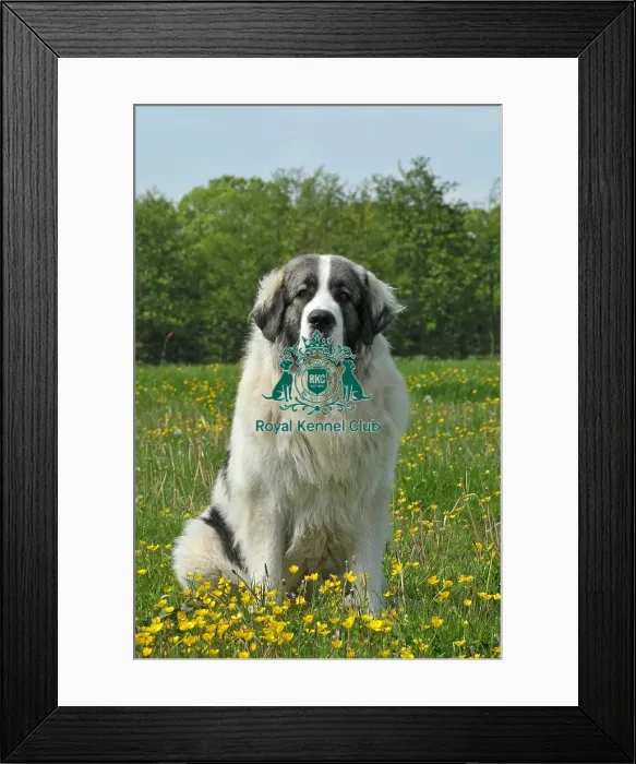 Framed Print : Pyrenean Mastiff (Imp) Framed Print : Pyrenean Mastiff (Imp)