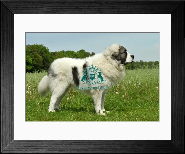 Framed Print : Pyrenean Mastiff (Imp) Framed Print : Pyrenean Mastiff (Imp)