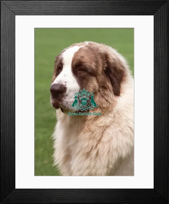 Framed Print : Pyrenean Mastiff (Imp) Framed Print : Pyrenean Mastiff (Imp)