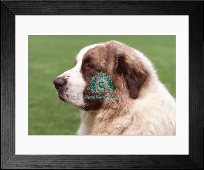 Framed Print : Pyrenean Mastiff (Imp) Framed Print : Pyrenean Mastiff (Imp)