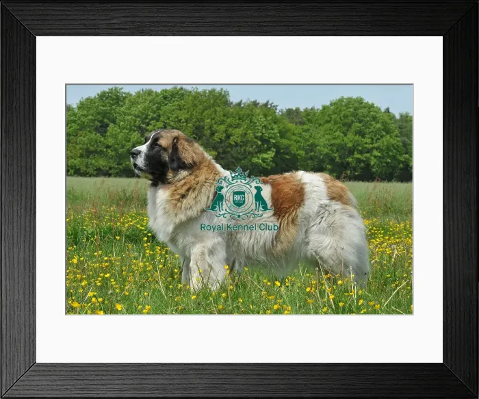 Framed Print : Pyrenean Mastiff (Imp) Framed Print : Pyrenean Mastiff (Imp)