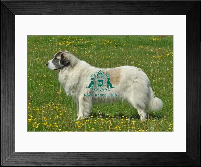 Framed Print : Pyrenean Mastiff (Imp) Framed Print : Pyrenean Mastiff (Imp)