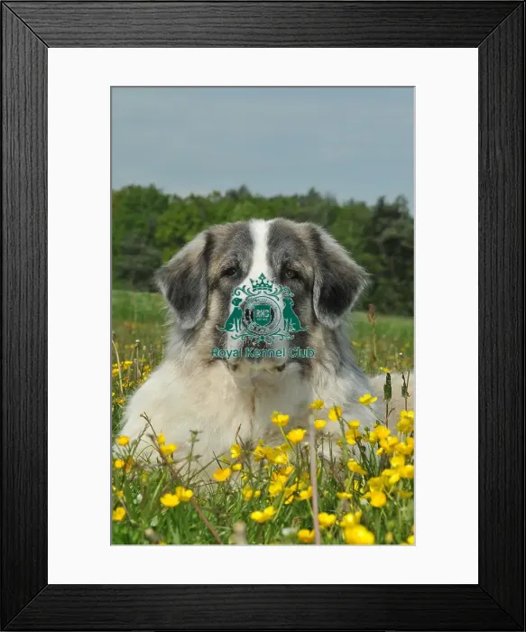 Framed Print : Pyrenean Mastiff (Imp) Framed Print : Pyrenean Mastiff (Imp)