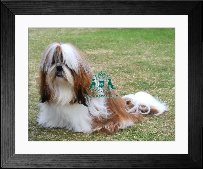 Framed Print : Shih Tzu, jpeg, jpg, outdoors, outside, sitting, heidi hudson, undocked, natural tail Framed Print : Shih Tzu, jpeg, jpg, outdoors, outside, sitting, heidi hudson, undocked, natural tail