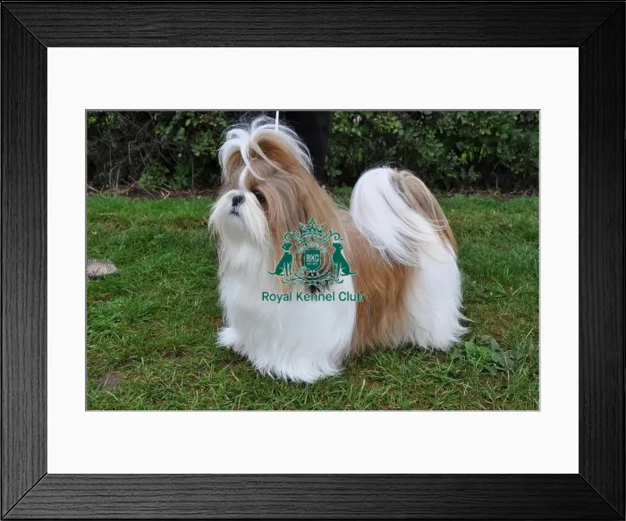 Framed Print : SHIH TZU. Dog Showing at Darlington Championship Dog Show, September 13th 14th 2013 Framed Print : SHIH TZU. Dog Showing at Darlington Championship Dog Show, September 13th 14th 2013
