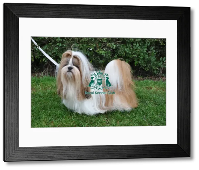 Framed Print : SHIH TZU. Dog Showing at Darlington Championship Dog Show, September 13th 14th 2013 Framed Print : SHIH TZU. Dog Showing at Darlington Championship Dog Show, September 13th 14th 2013