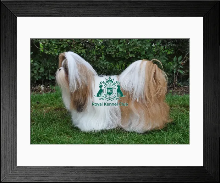 Framed Print : SHIH TZU. Dog Showing at Darlington Championship Dog Show, September 13th 14th 2013 Framed Print : SHIH TZU. Dog Showing at Darlington Championship Dog Show, September 13th 14th 2013