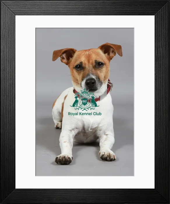 Framed Print : Jack Russell Terrier Framed Print : Jack Russell Terrier