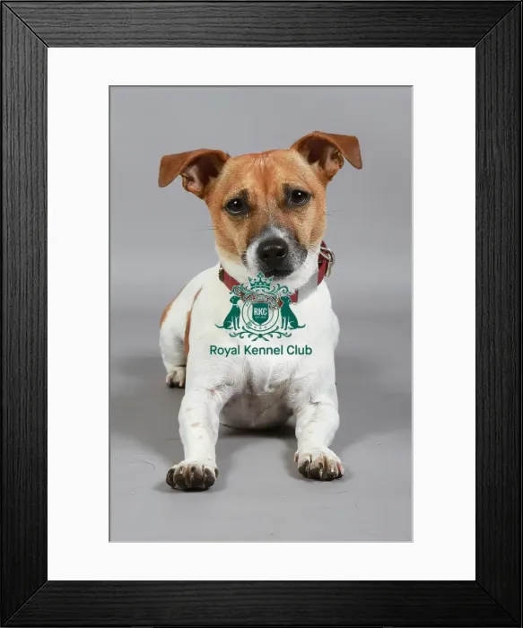 Framed Print : Jack Russell Terrier