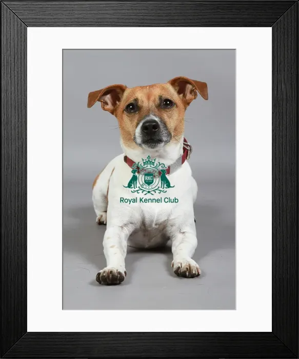Framed Print : Jack Russell Terrier