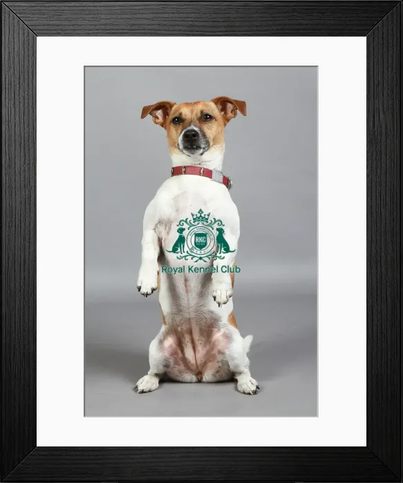 Framed Print : Jack Russell Terrier Framed Print : Jack Russell Terrier