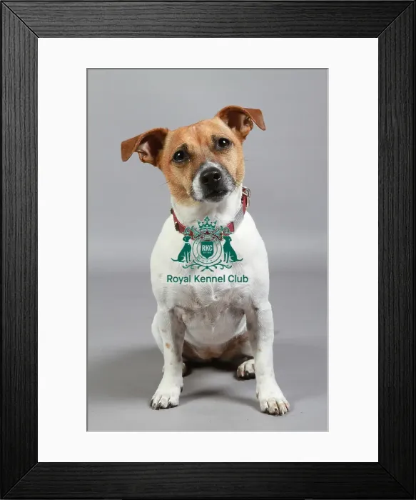 Framed Print : Jack Russell Terrier Framed Print : Jack Russell Terrier