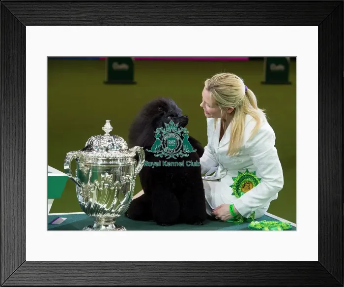 Framed Print : Reserve Best in Show Winner Framed Print : Reserve Best in Show Winner