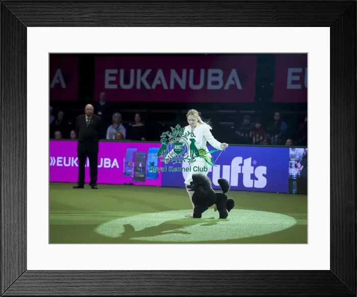 Framed Print : Reserve Best in Show Winner