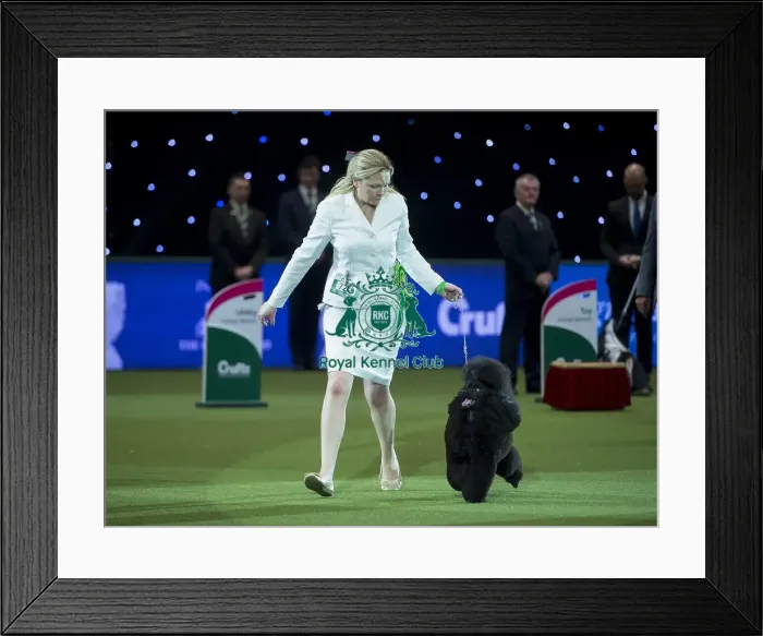 Framed Print : Reserve Best in Show Winner Framed Print : Reserve Best in Show Winner