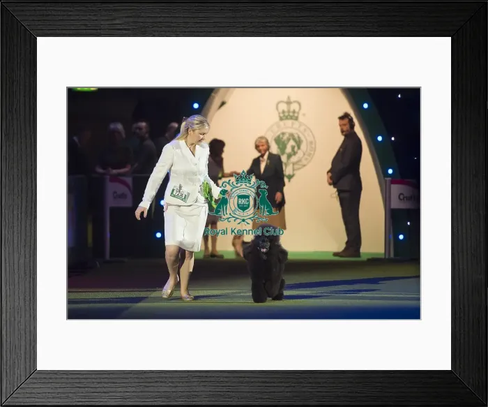 Framed Print : Reserve Best in Show Winner Framed Print : Reserve Best in Show Winner