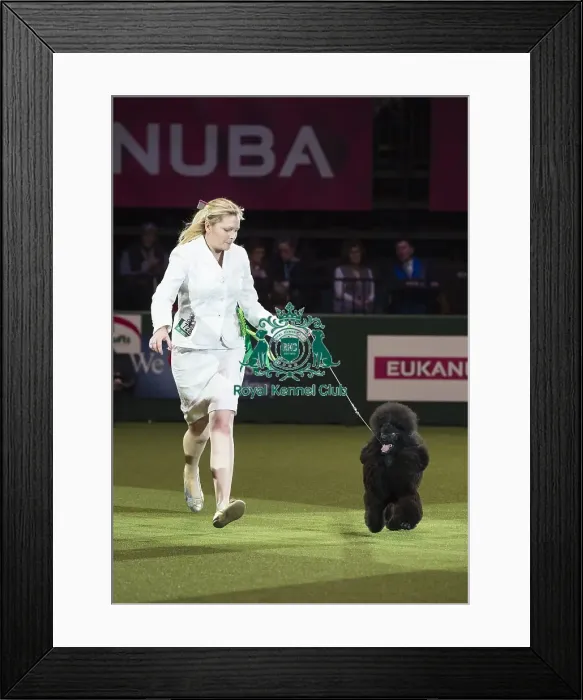 Framed Print : Reserve Best in Show Winner Framed Print : Reserve Best in Show Winner