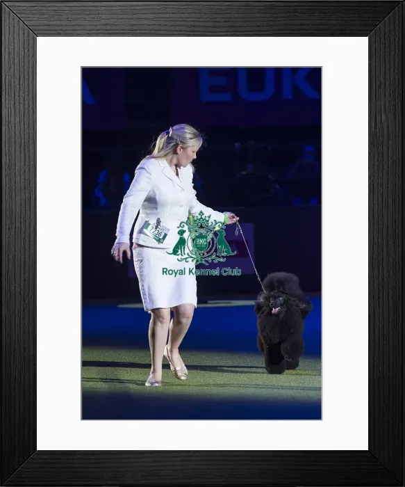 Framed Print : Reserve Best in Show Winner Framed Print : Reserve Best in Show Winner