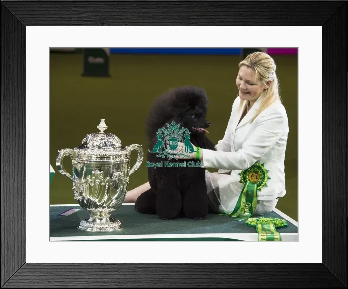 Framed Print : Crufts 2017 Framed Print : Crufts 2017