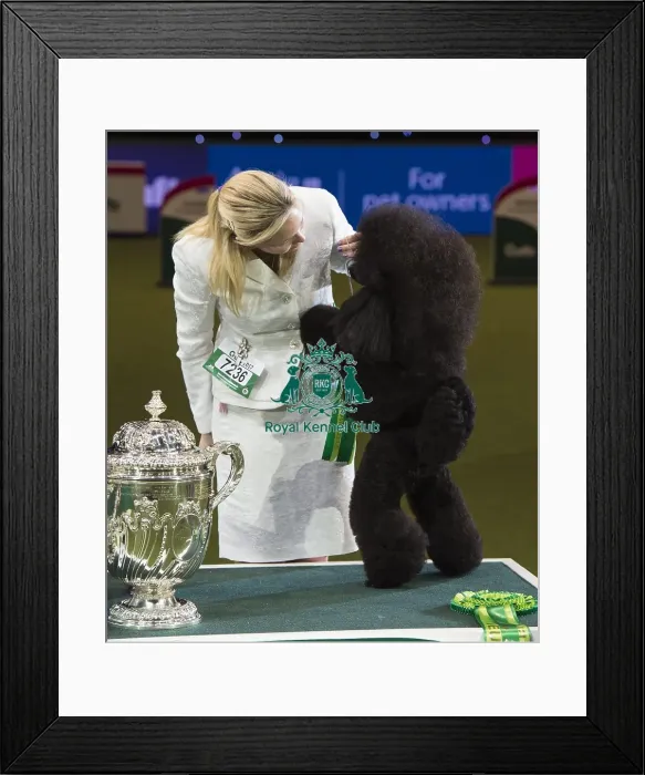 Framed Print : Crufts 2017 Framed Print : Crufts 2017