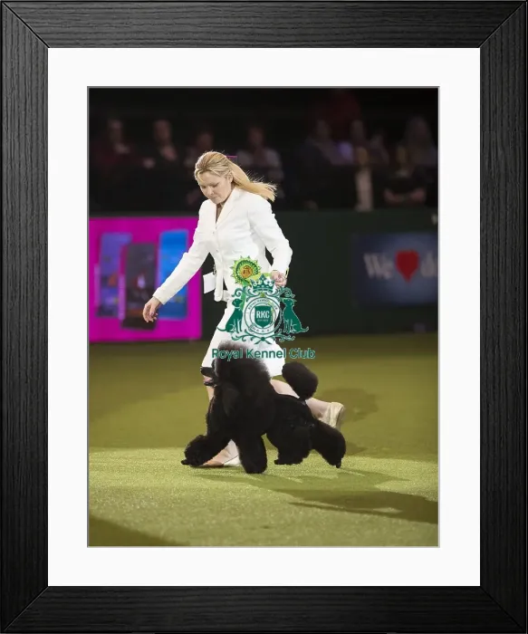 Framed Print : Crufts 2017 Framed Print : Crufts 2017
