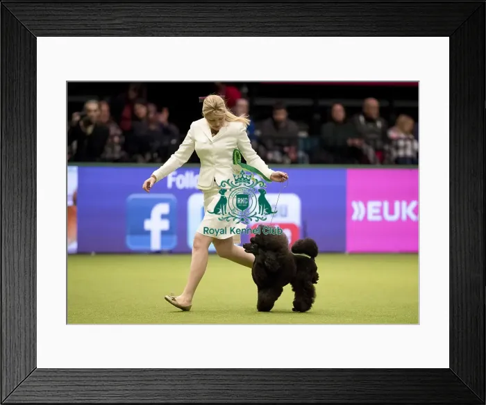 Framed Print : Crufts 2017 Framed Print : Crufts 2017