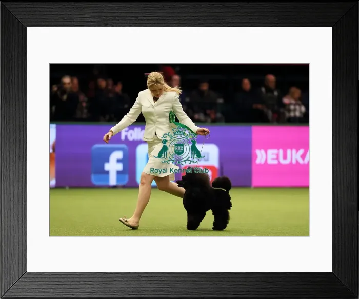 Framed Print : Crufts 2017 Framed Print : Crufts 2017
