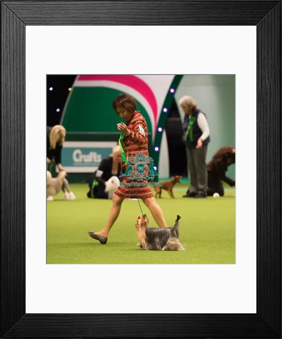 Framed Print : Toy Group Winner Framed Print : Toy Group Winner