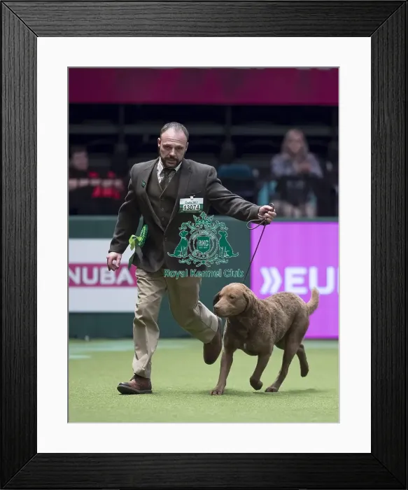 Framed Print : Crufts 2017