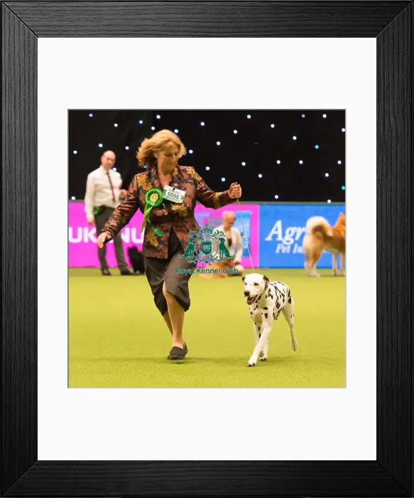 Framed Print : Dalmatian Best of Breed 2017 Framed Print : Dalmatian Best of Breed 2017