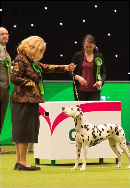 Dalmatian Best of Breed 2017