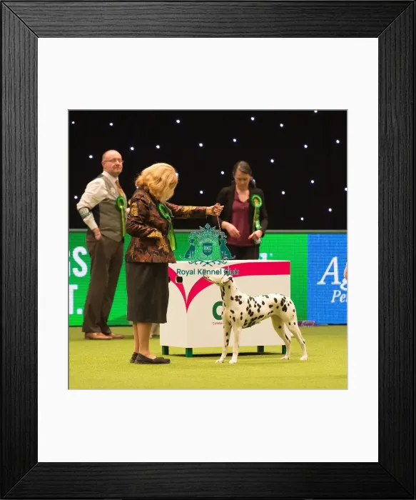 Framed Print : Dalmatian Best of Breed 2017 Framed Print : Dalmatian Best of Breed 2017