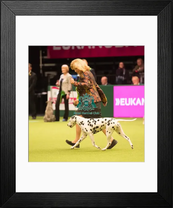 Framed Print : Dalmatian Best of Breed 2017 Framed Print : Dalmatian Best of Breed 2017