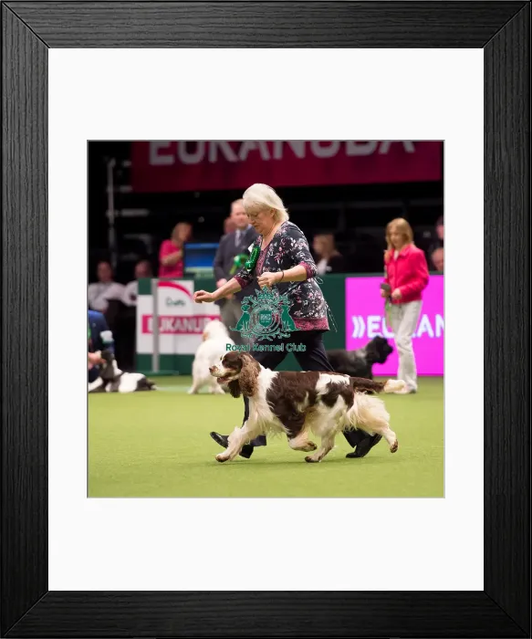 Framed Print : Spaniel (English Springer) Framed Print : Spaniel (English Springer)